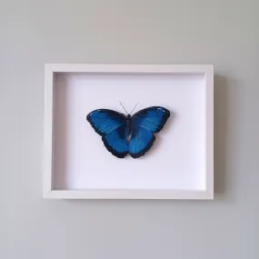 Blue Morpho Butterfly framed painted paper sculpture