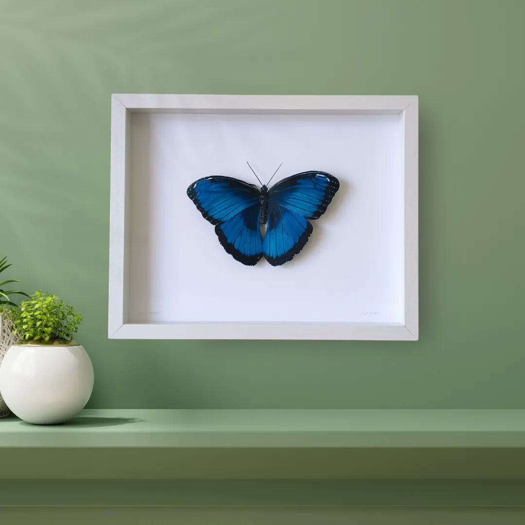 Blue Morpho Butterfly framed painted paper sculpture