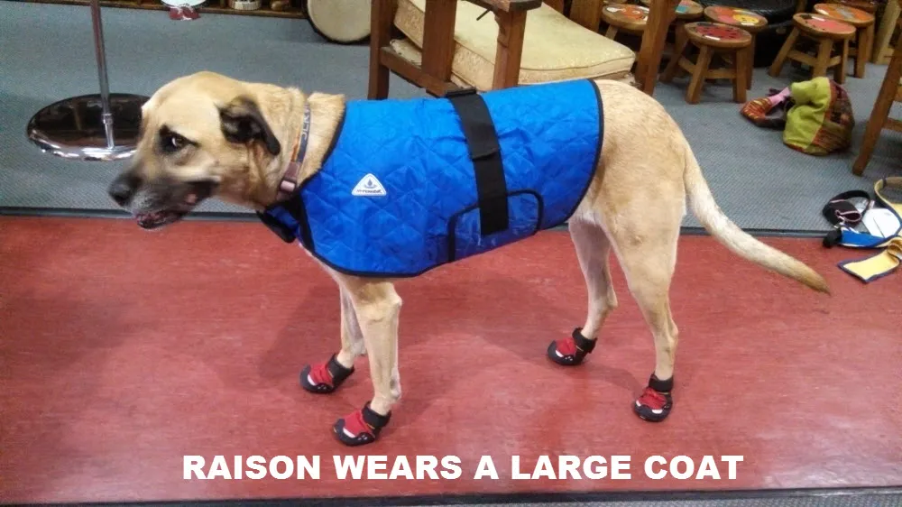 CLEARANCE HyperKewl Dog Cooling Coat