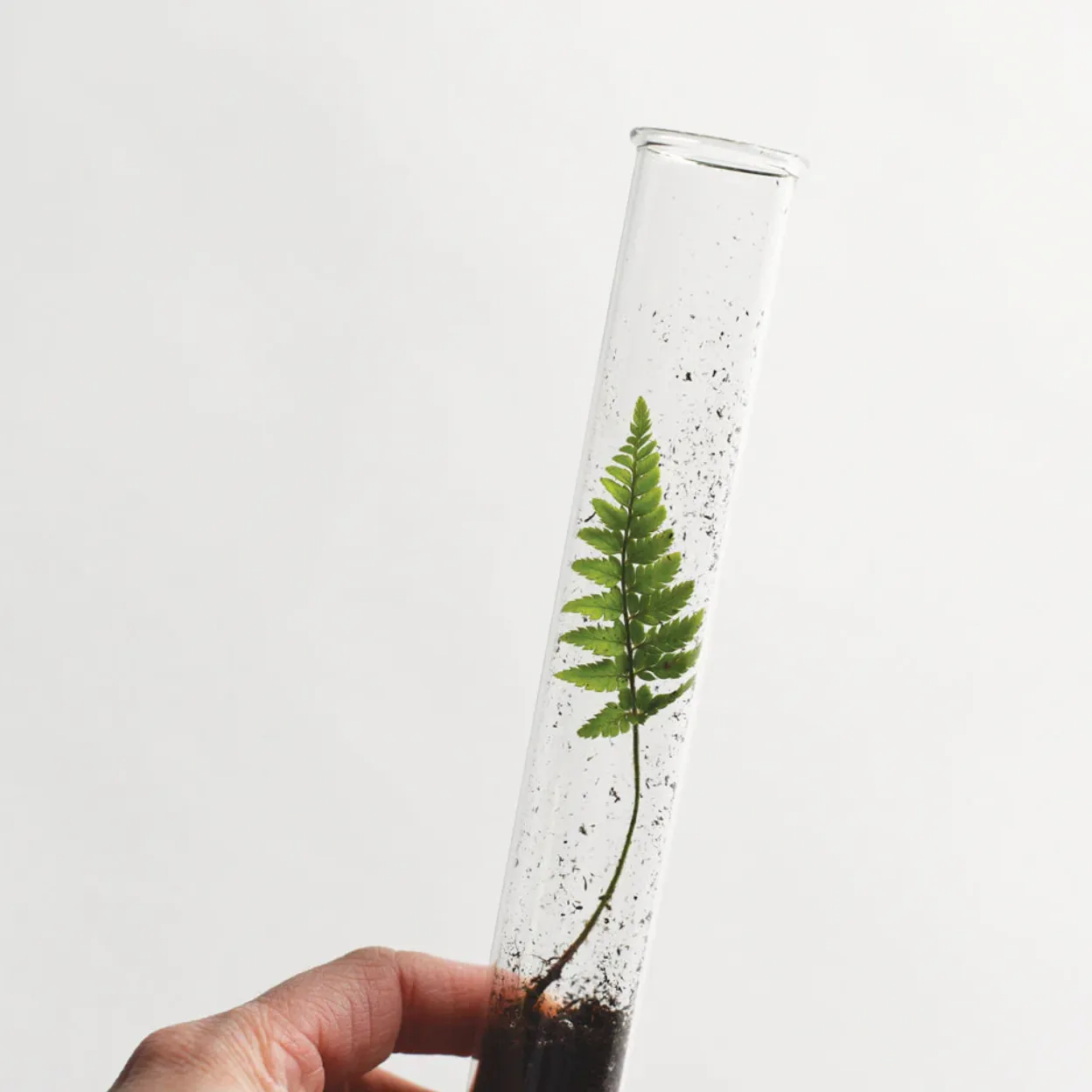 Firefly Pencil Terrarium