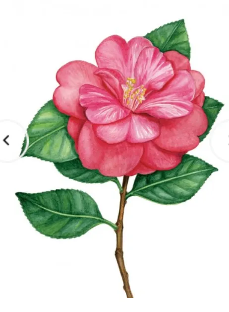 Greeting Card - Camellia Maxine_14